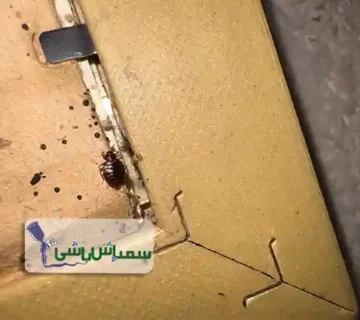 سمپاشی ساس شهریار