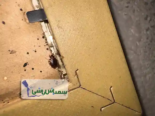 سمپاشی ساس شهریار