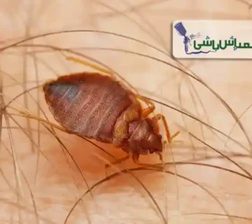 ساس چگونه زندگی می‌کند؟