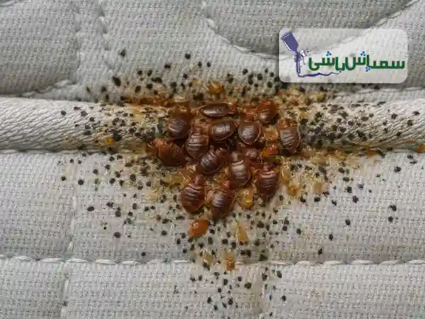 🟢 علائم وجود ساس در منزل