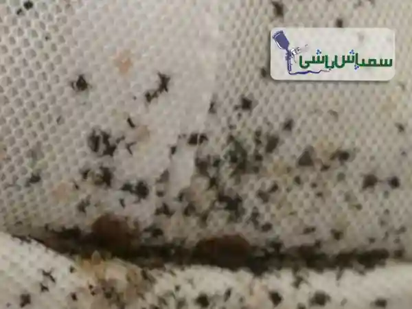 🟢 ساس چه شکلی است؟