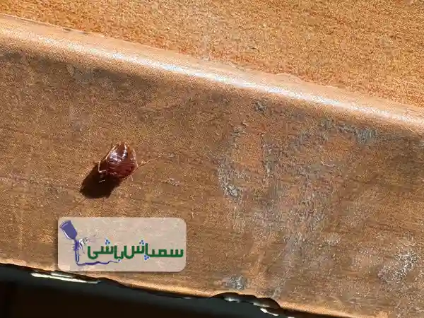 ساس چیست؟