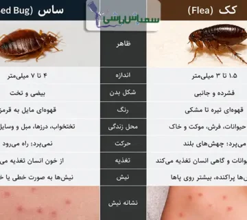 بررسی تفاوت ساس و کک