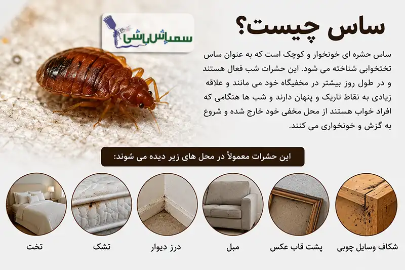 ساس چیست؟