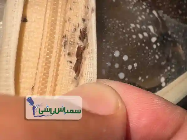 سمپاشی در رودهن