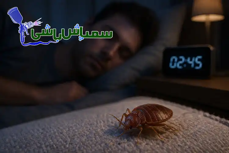 ساس چه زمانی تغذیه می کند؟