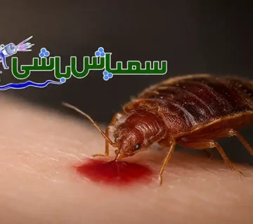 ساس از چه چیزی می خورد؟