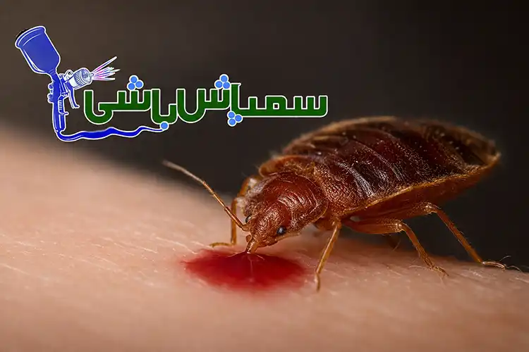 ساس از چه چیزی می خورد؟