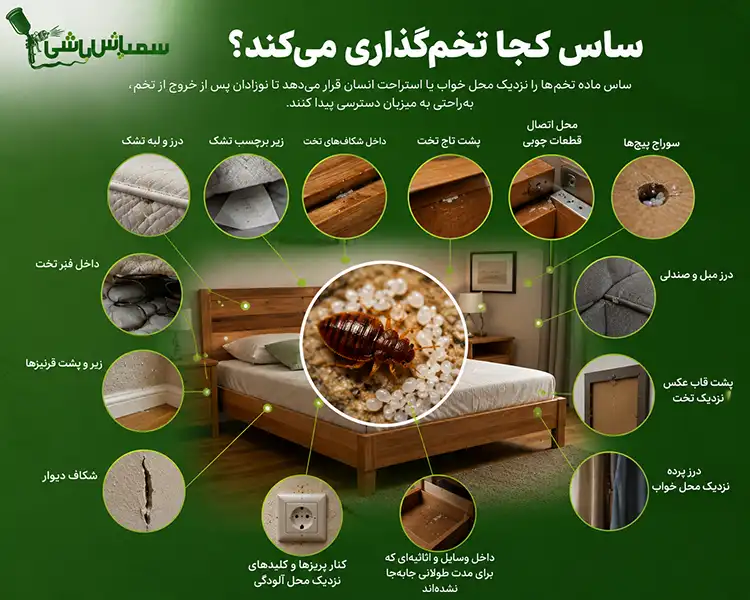 ساس کجا تخم‌گذاری می‌کند؟